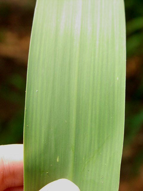 What type of venation do monocot leaves have?